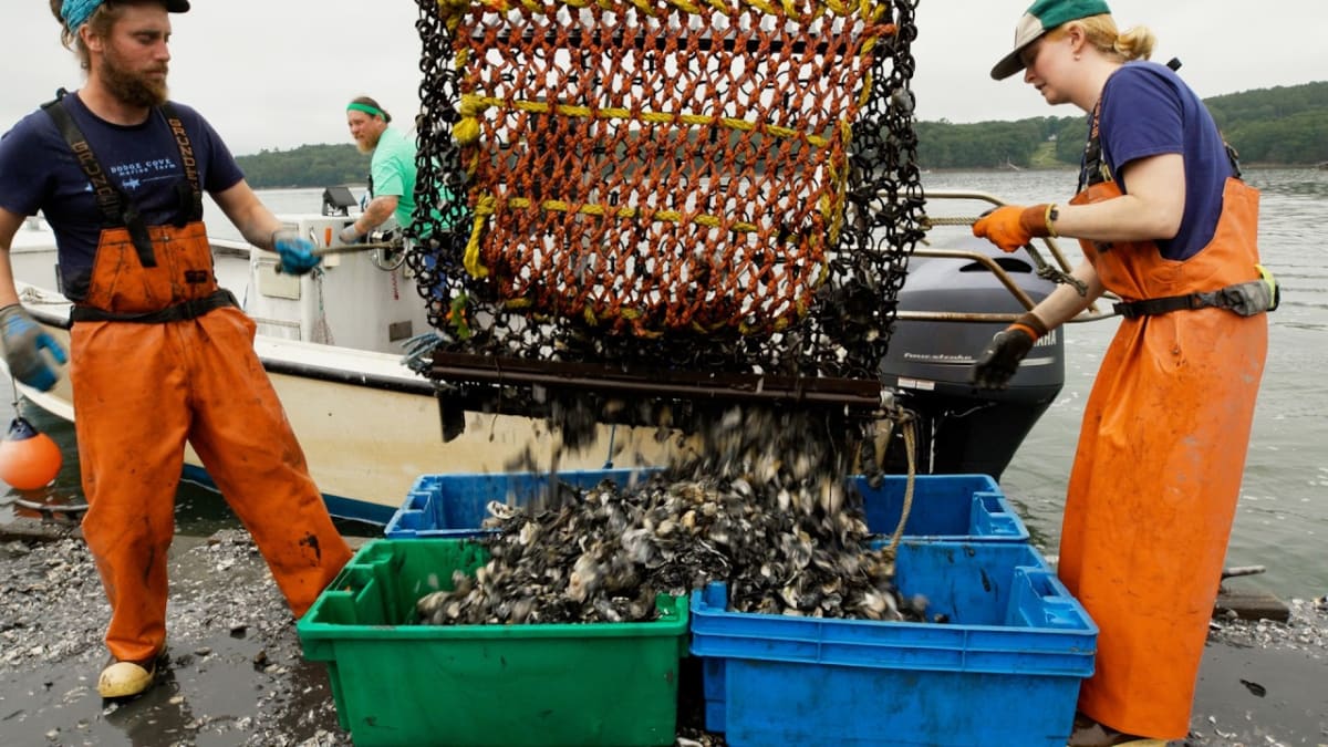 MIT's Chemical-Free Process Saves Maine Oyster Farms - Image 2