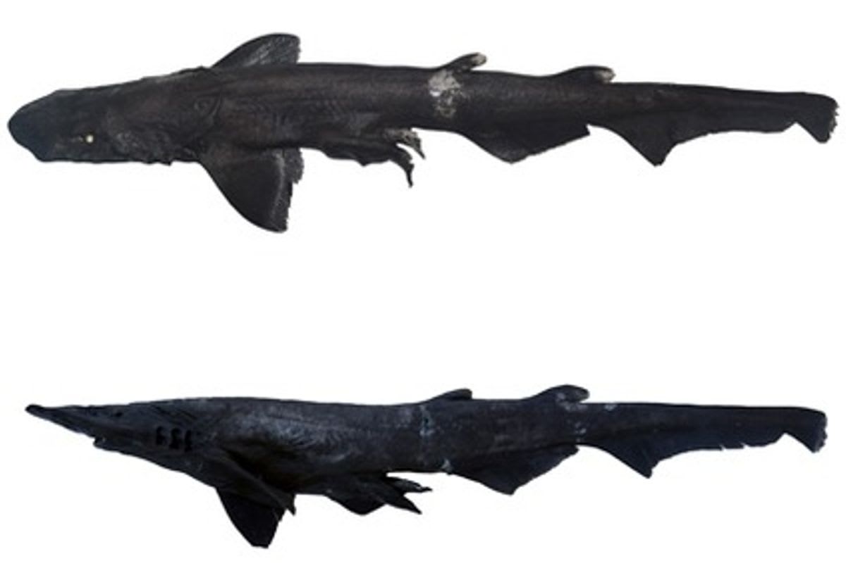 Scientists Find 'Shadow Shark' With Glowing White Eyes - Image 4