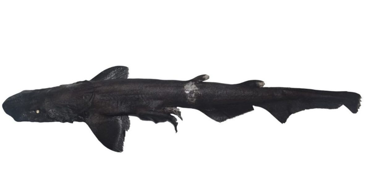 Scientists Find 'Shadow Shark' With Glowing White Eyes - Image 2