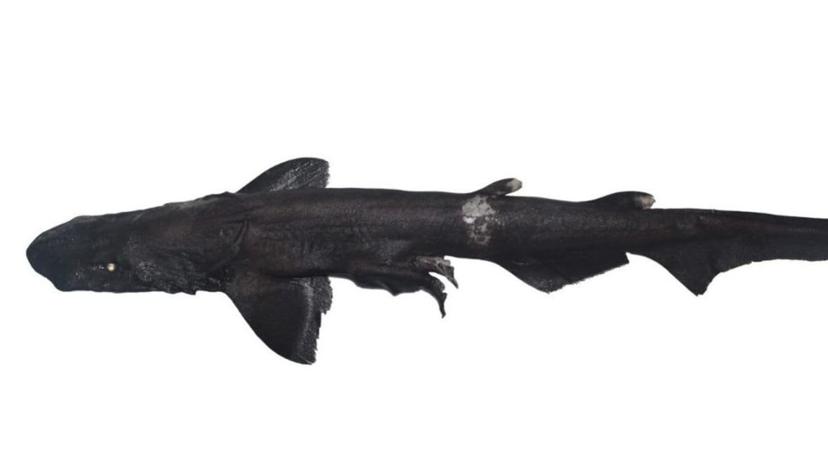 Jet-black Arabian slender catshark with bright white eyes swimming in deep ocean waters