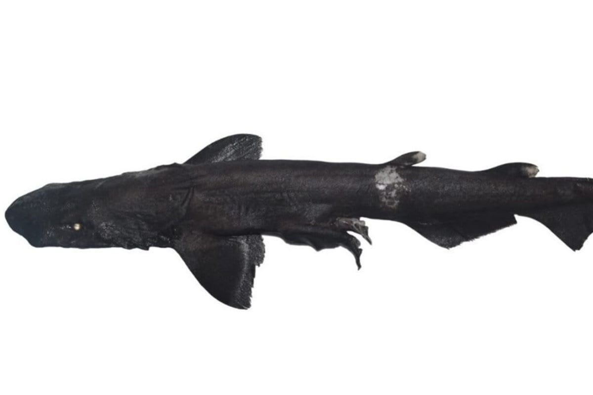 Scientists Find 'Shadow Shark' With Glowing White Eyes - Image 3