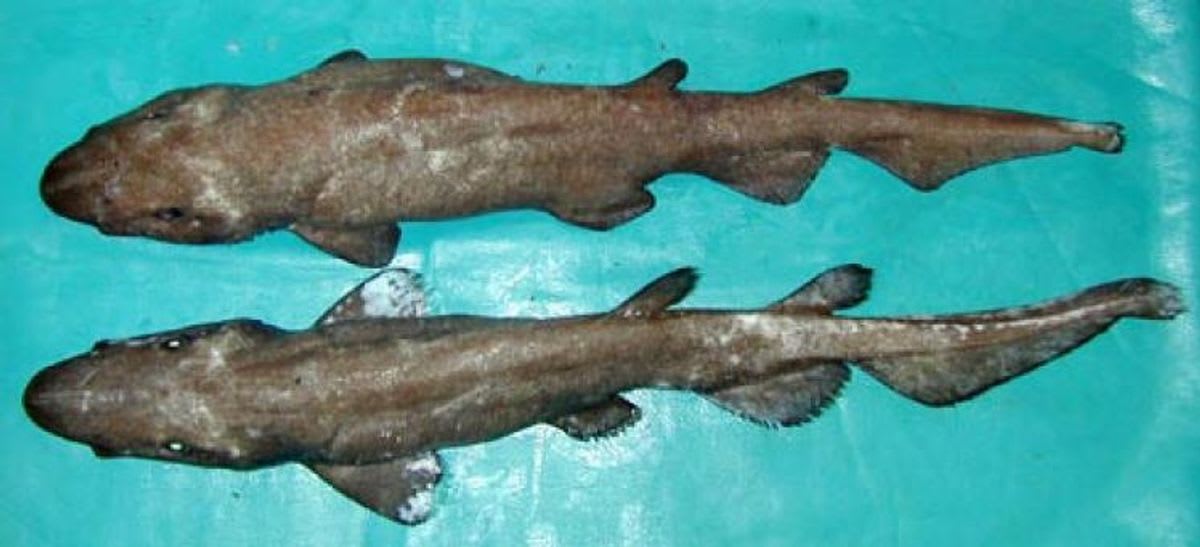 Scientists Find 'Shadow Shark' With Glowing White Eyes - Image 5