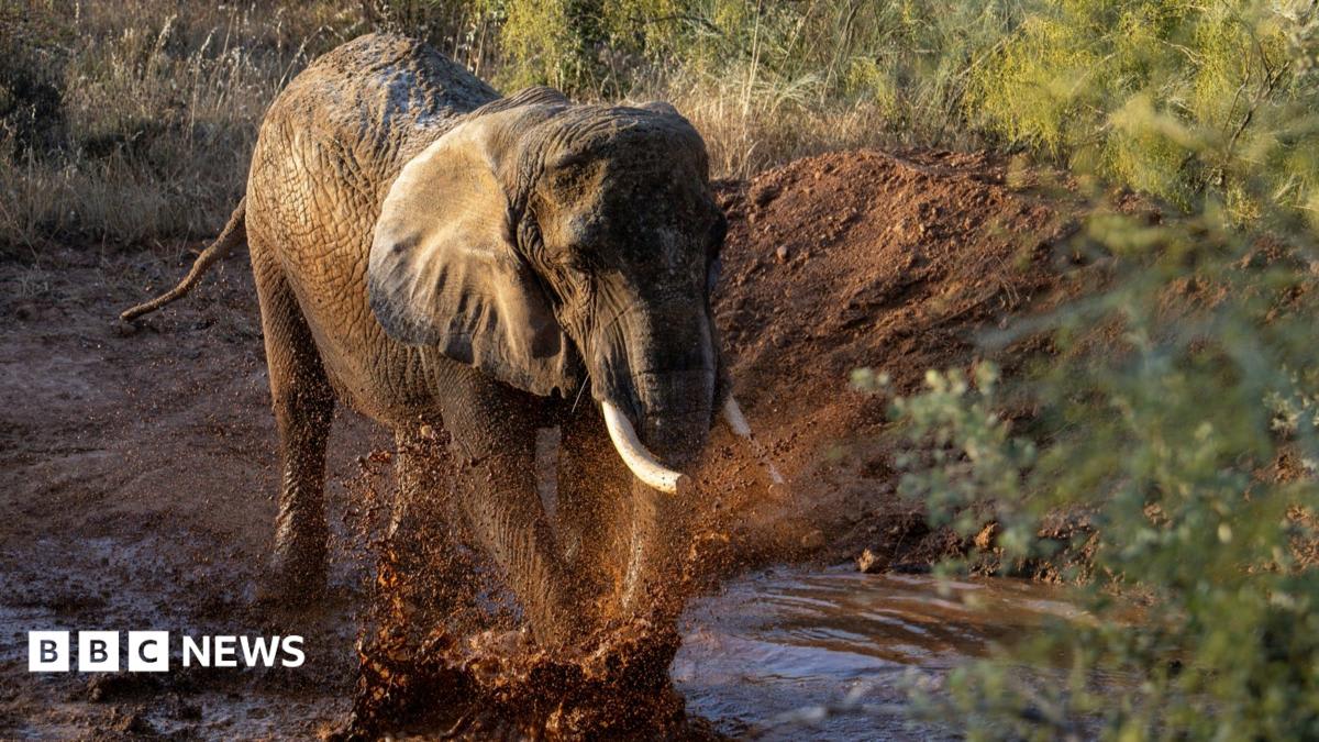 Julie the elephant enjoying a mud bath at her new sanctuary in Portugal