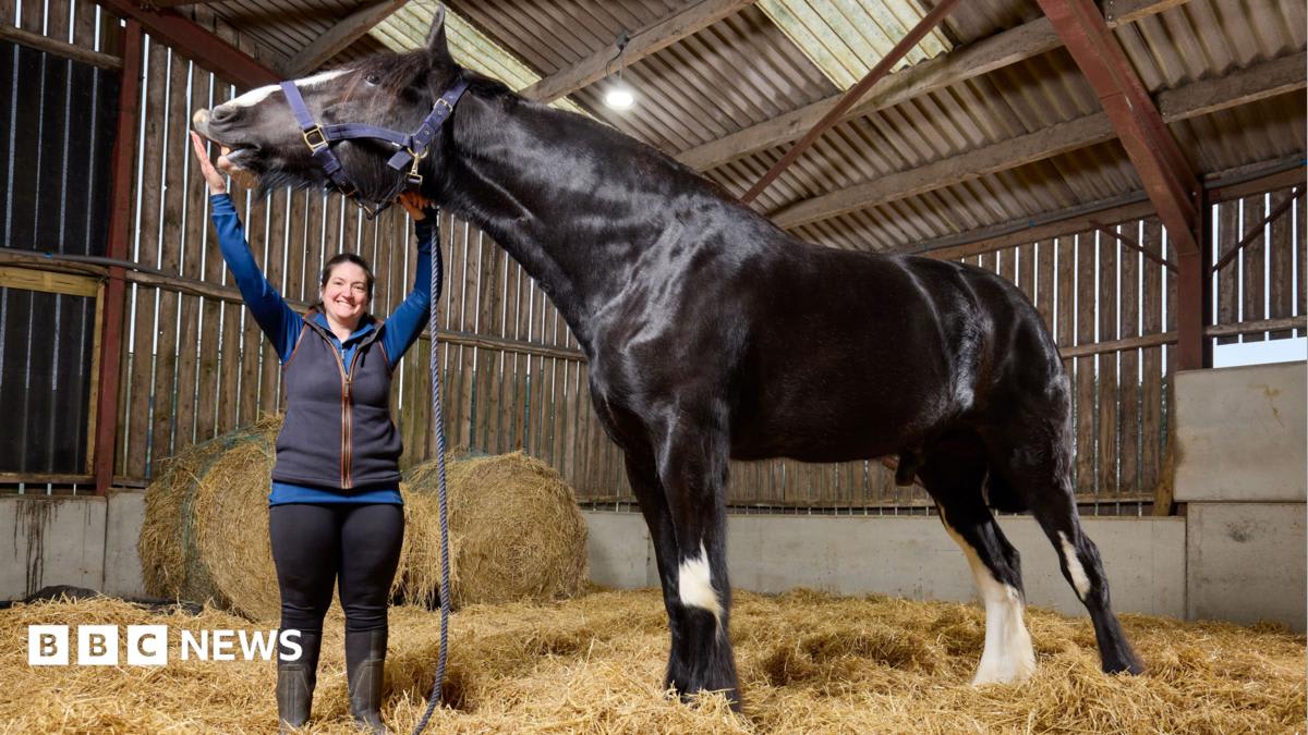 Hugo the Horse: World's Tallest at 6.5 Feet and Growing