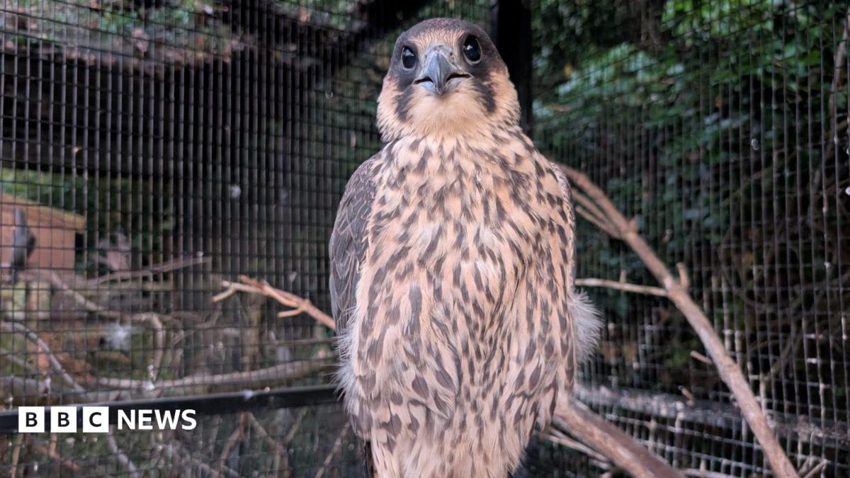 Injured Falcon Reunites With Family After Joint Rescue