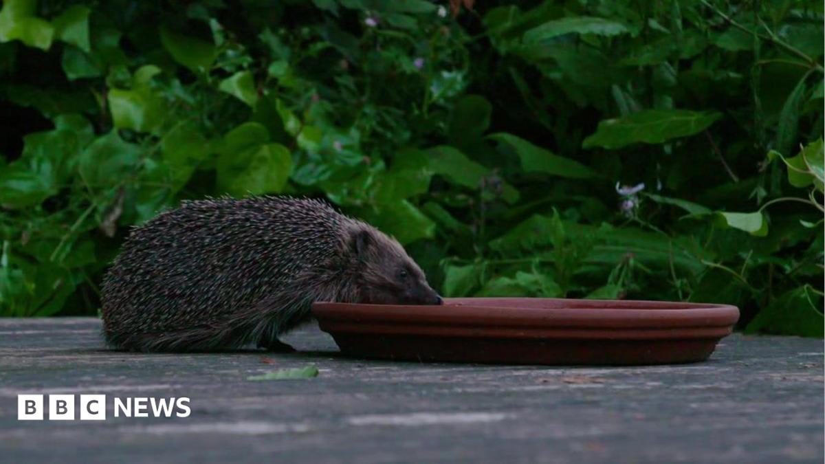London Neighbors Build Hedgehog Highway to Save Species