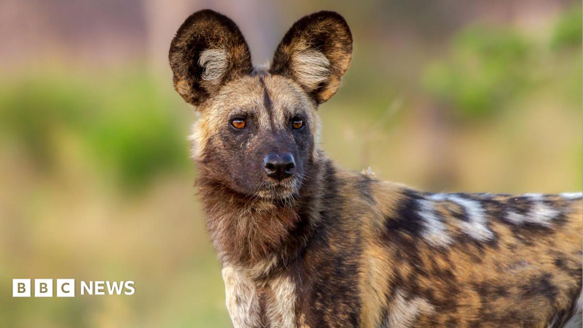 Wild Dogs Trek 2,500 Miles Across Zambia for Love