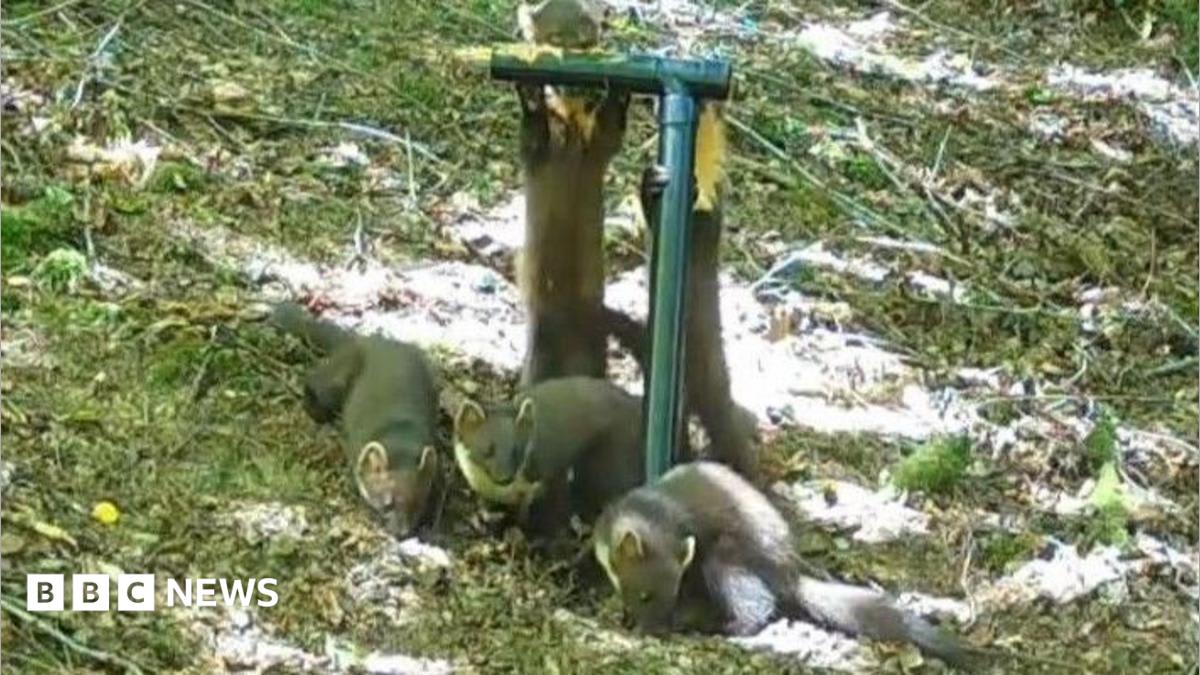 Pine Martens Born on Exmoor After 100-Year Absence