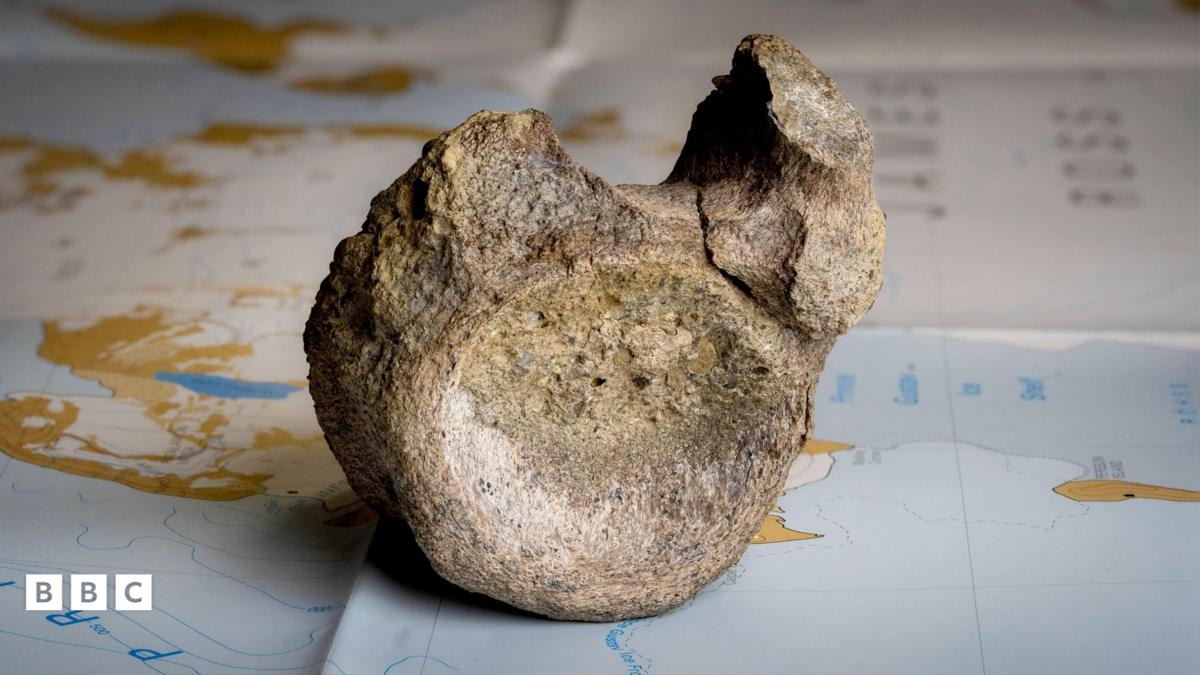 Small fossilized dinosaur tail bone specimen next to vintage field notebook with sketch