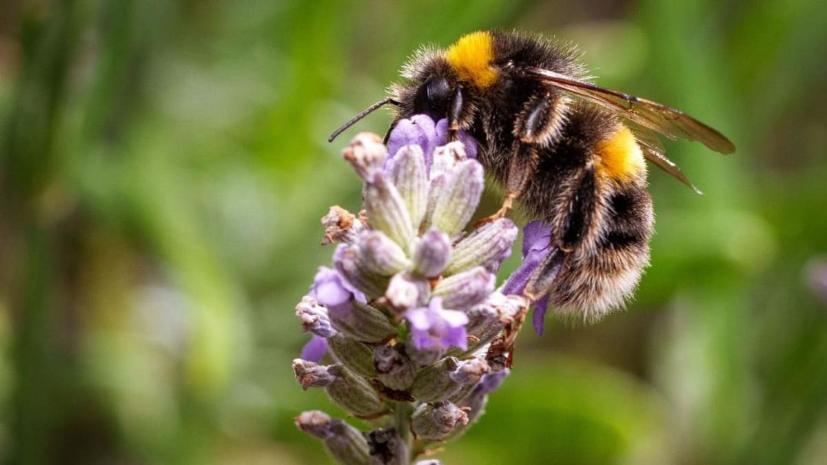 Drivers Help Track Insect Recovery in Southeast England - Image 2
