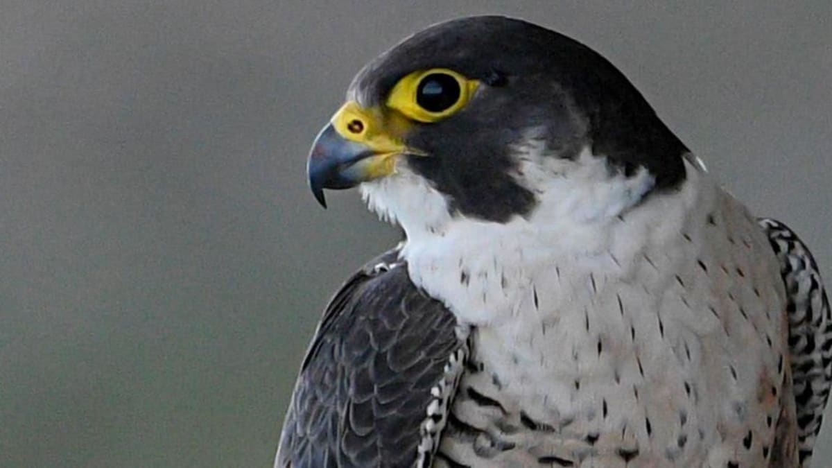 Injured Falcon Reunites With Family After Joint Rescue - Image 4