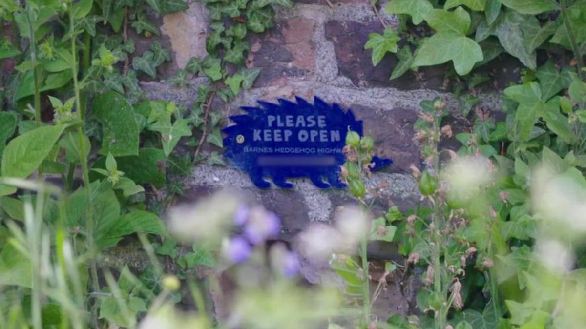 London Neighbors Build Hedgehog Highway to Save Species - Image 3