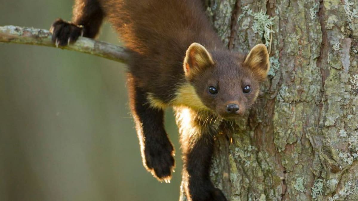 Pine Martens Born on Exmoor After 100-Year Absence - Image 4