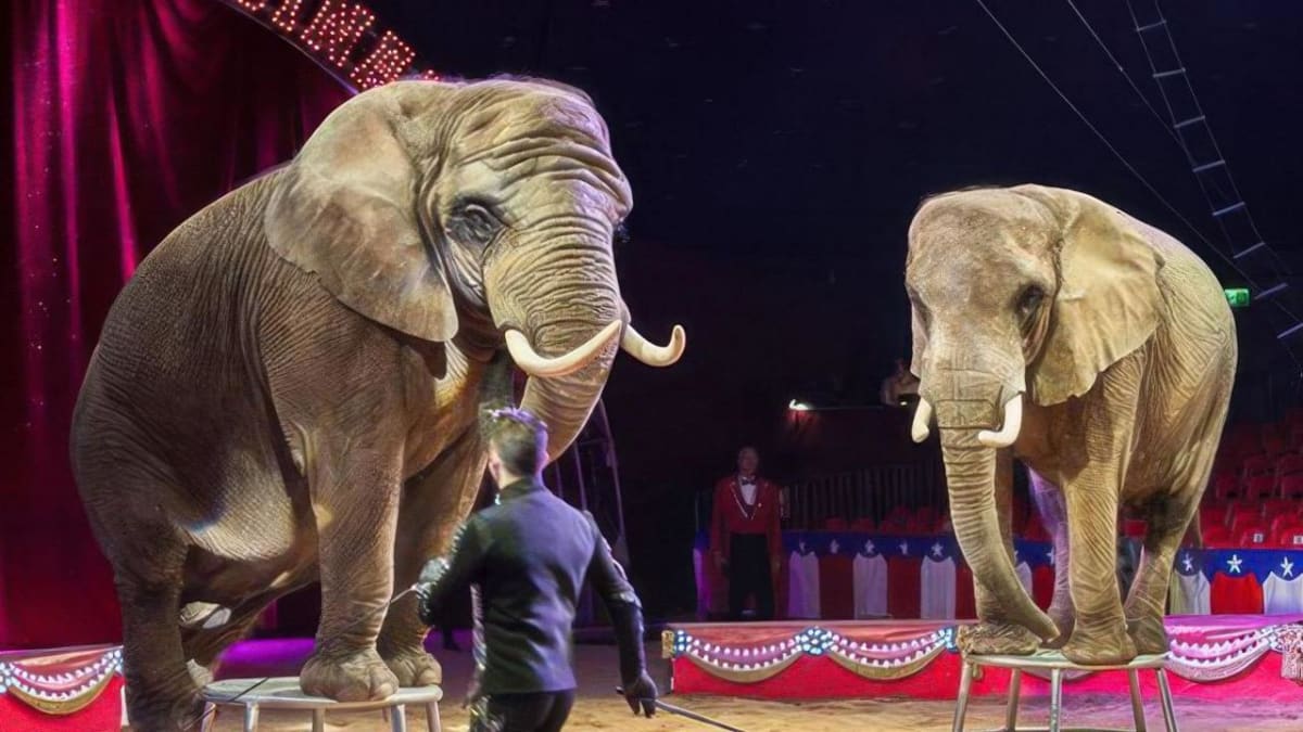 Portugal's Last Circus Elephant Finds Freedom at 45 - Image 3