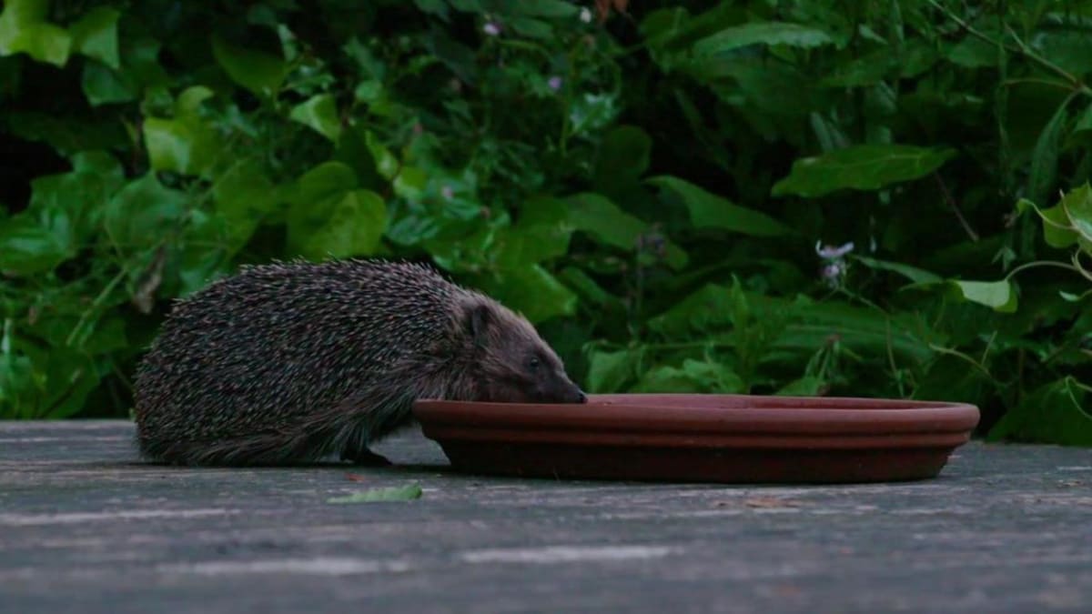 London Neighbors Build Hedgehog Highway to Save Species - Image 2