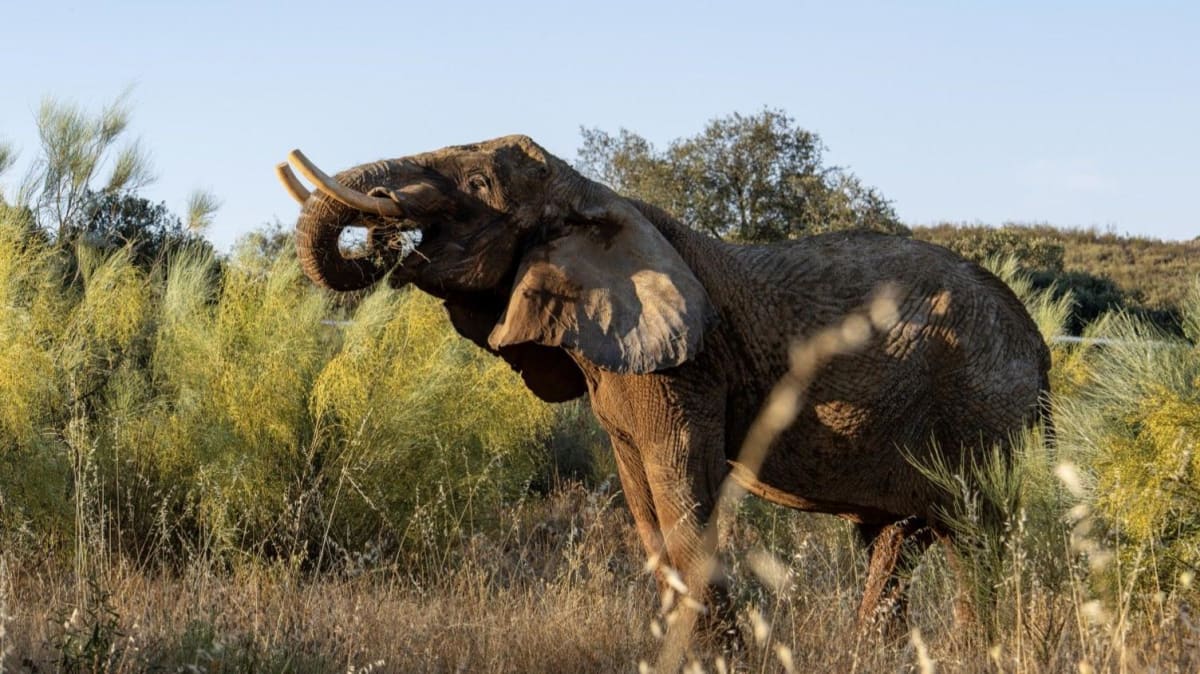 Portugal's Last Circus Elephant Finds Freedom at 45 - Image 4