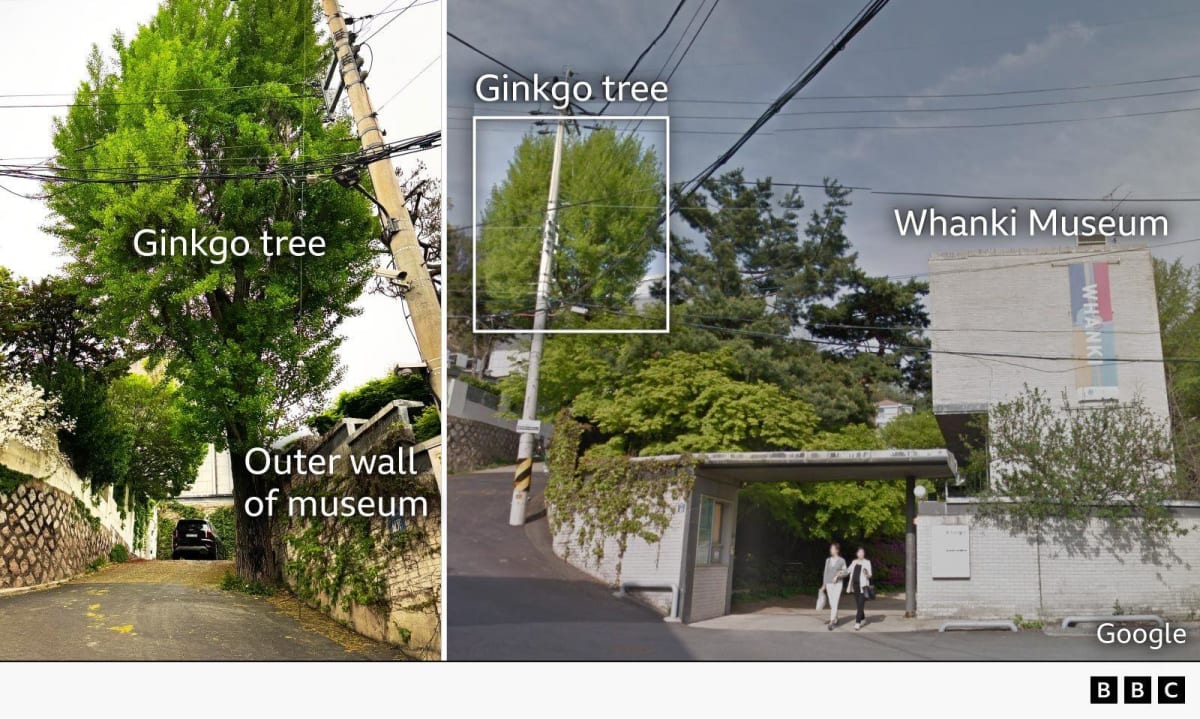 Seoul Neighbors Rally to Save Beloved 100-Year-Old Tree - Image 5