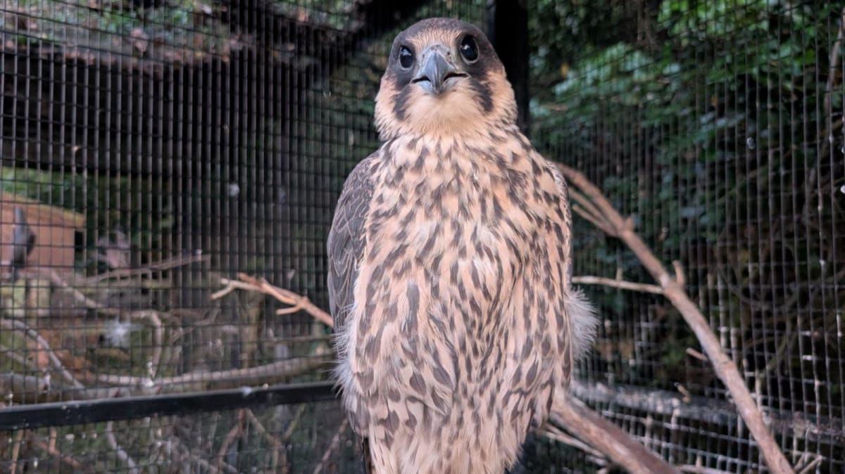 Injured Falcon Reunites With Family After Joint Rescue - Image 2