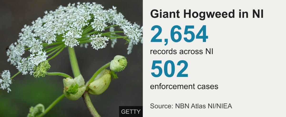 Ireland River Project Cuts Toxic Giant Hogweed by 50% - Image 5