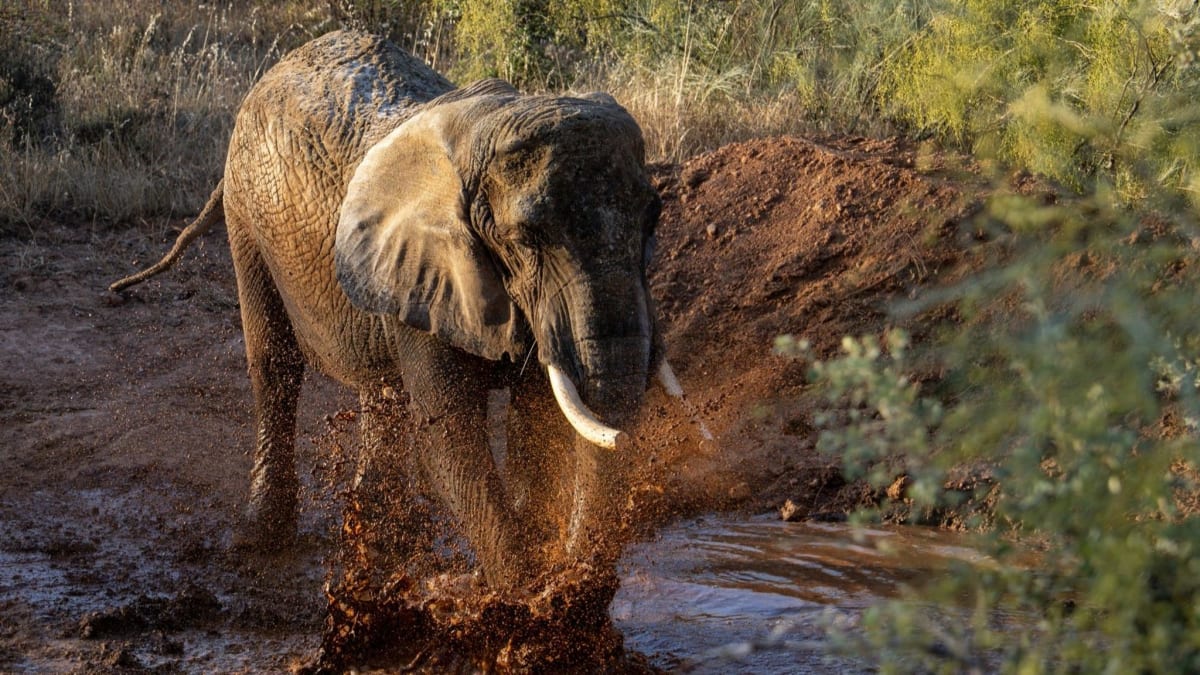 Portugal's Last Circus Elephant Finds Freedom at 45 - Image 2