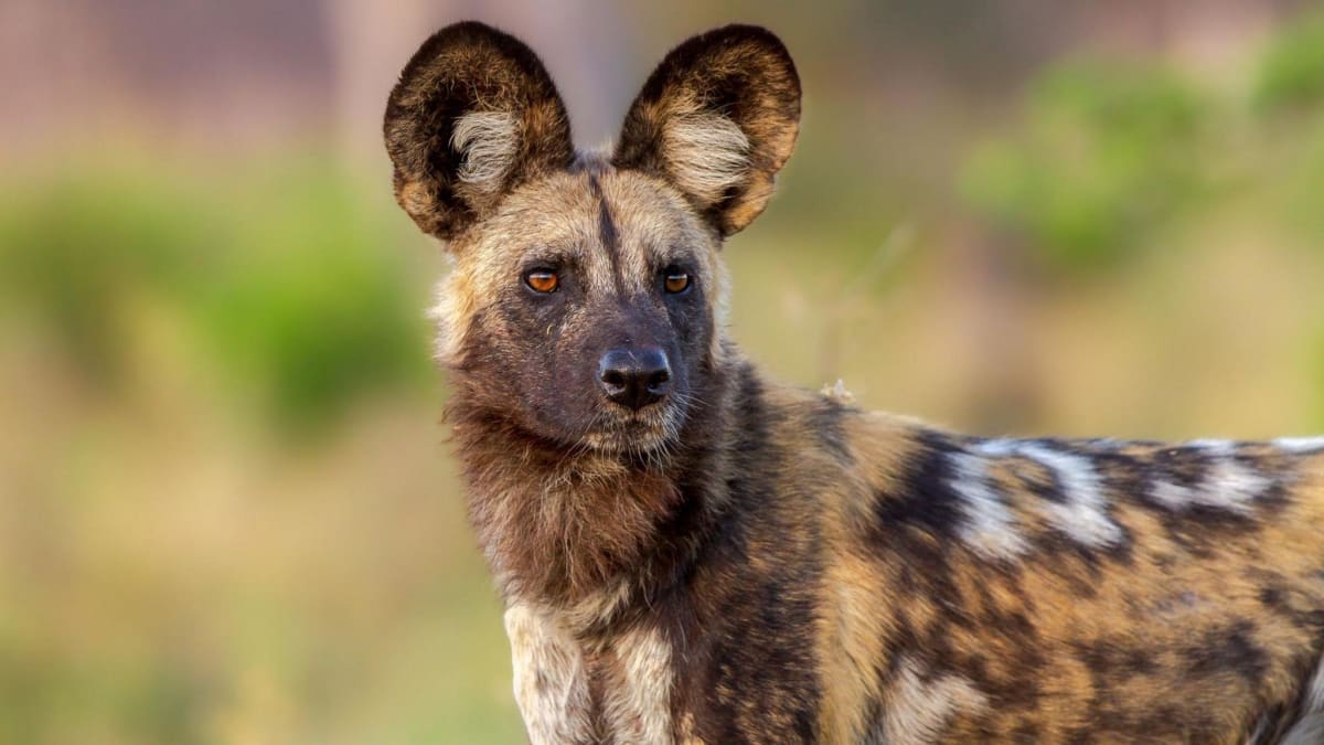 Wild Dogs Trek 2,500 Miles Across Zambia for Love - Image 2