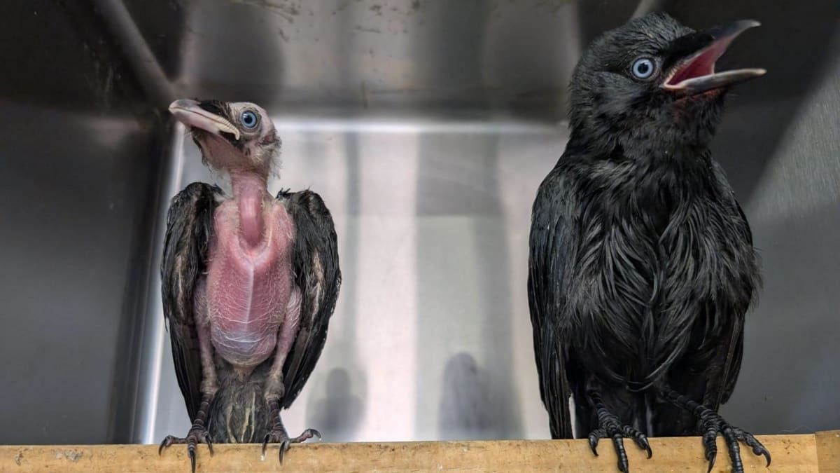 Injured Falcon Reunites With Family After Joint Rescue - Image 3