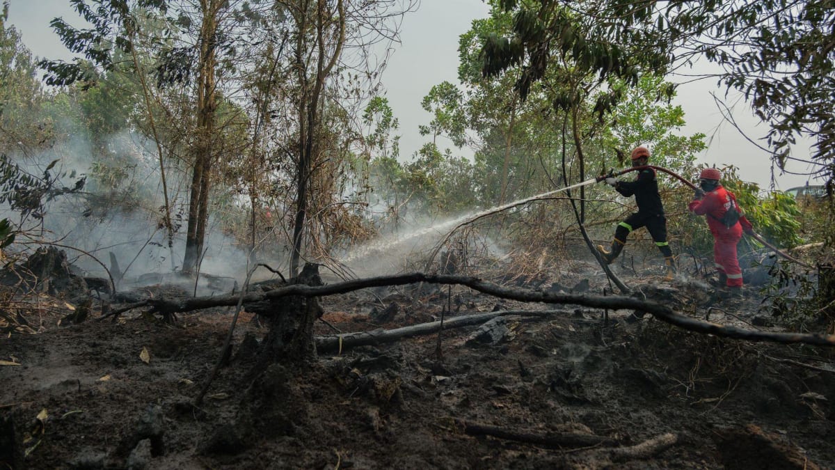 Borneo Volunteers Battle 'Carbon Bomb' Fires for a Month - Image 5
