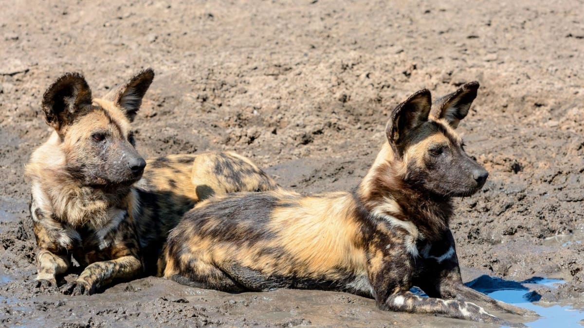 Wild Dogs Trek 2,500 Miles Across Zambia for Love - Image 3