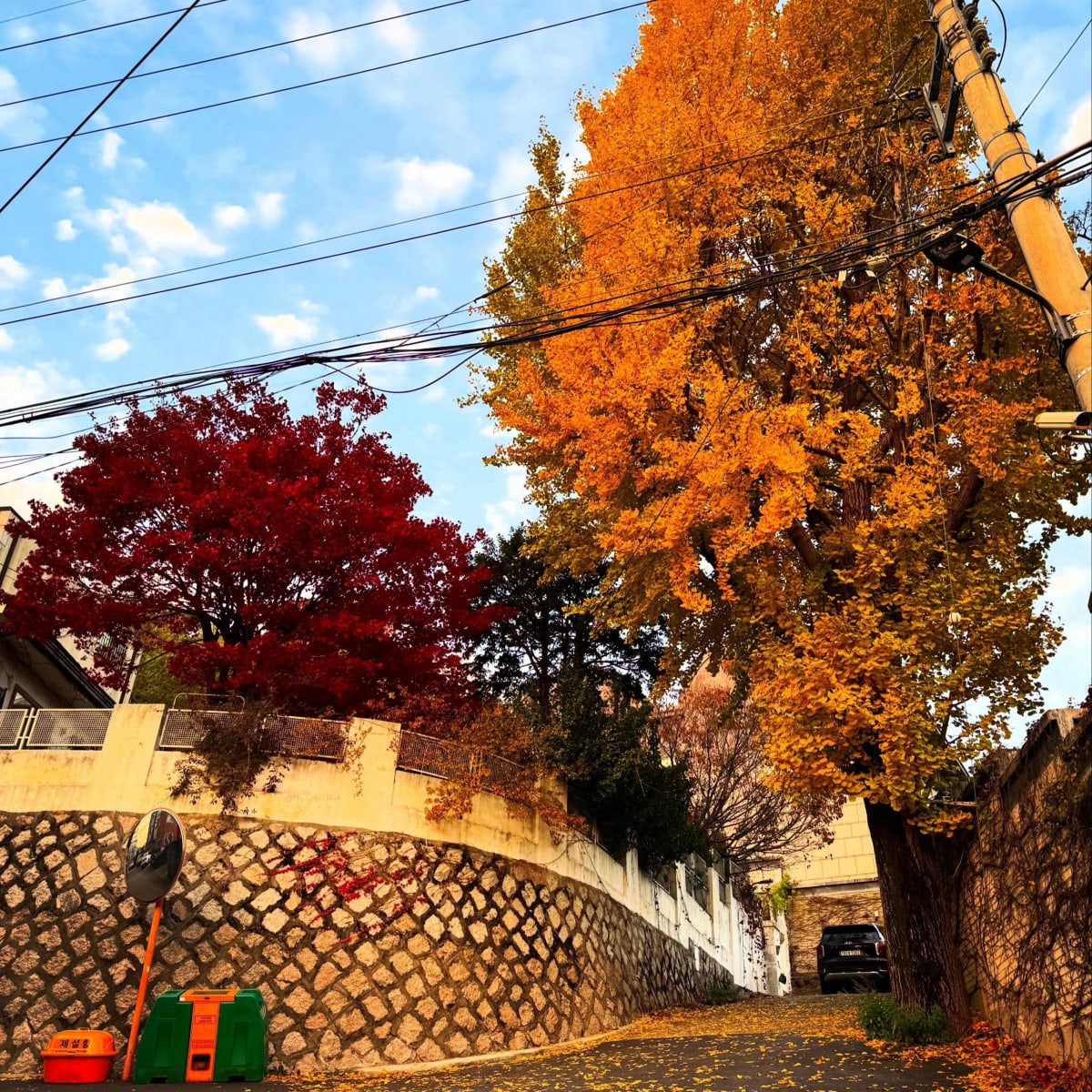 Seoul Neighbors Rally to Save Beloved 100-Year-Old Tree - Image 2