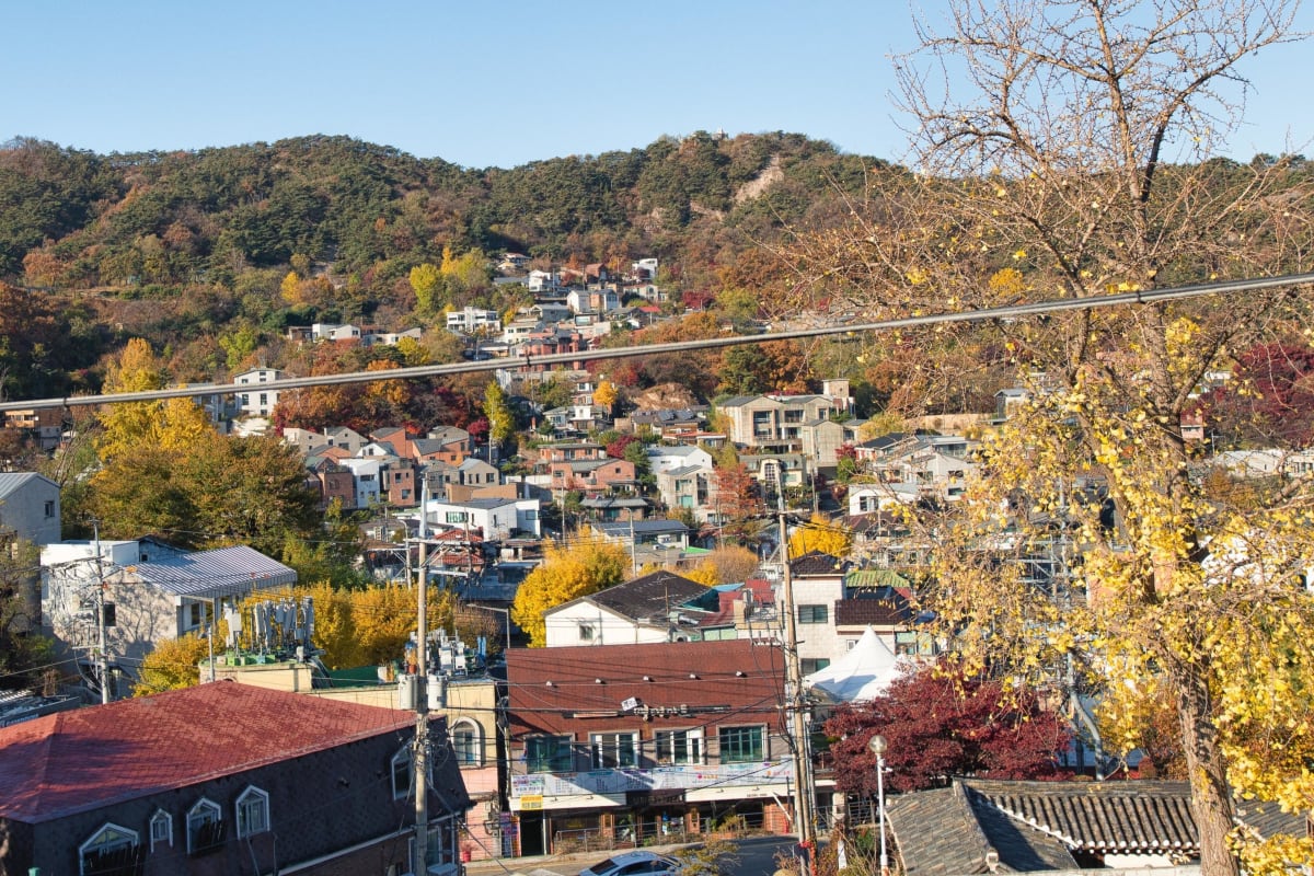 Seoul Neighbors Rally to Save Beloved 100-Year-Old Tree - Image 4