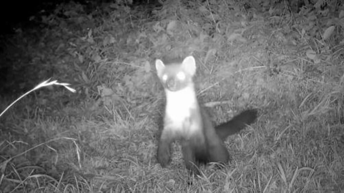 Pine Martens Born on Exmoor After 100-Year Absence - Image 5