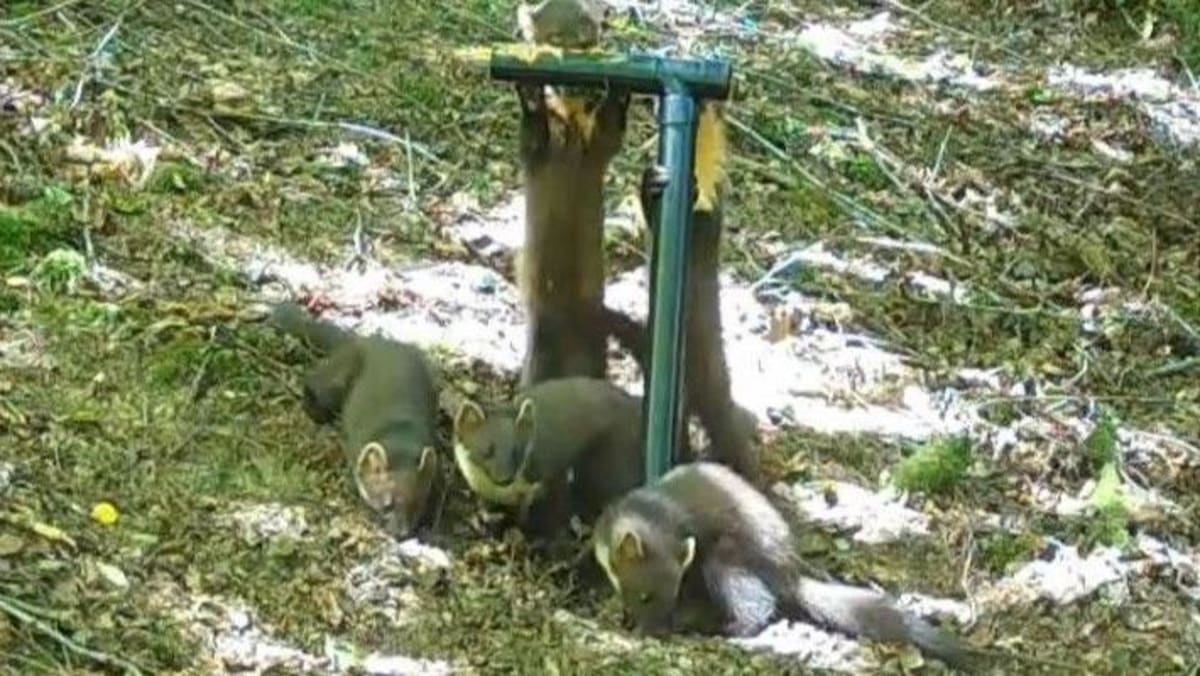 Pine Martens Born on Exmoor After 100-Year Absence - Image 3