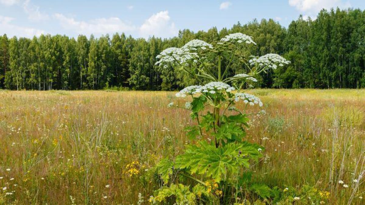 Ireland River Project Cuts Toxic Giant Hogweed by 50% - Image 4