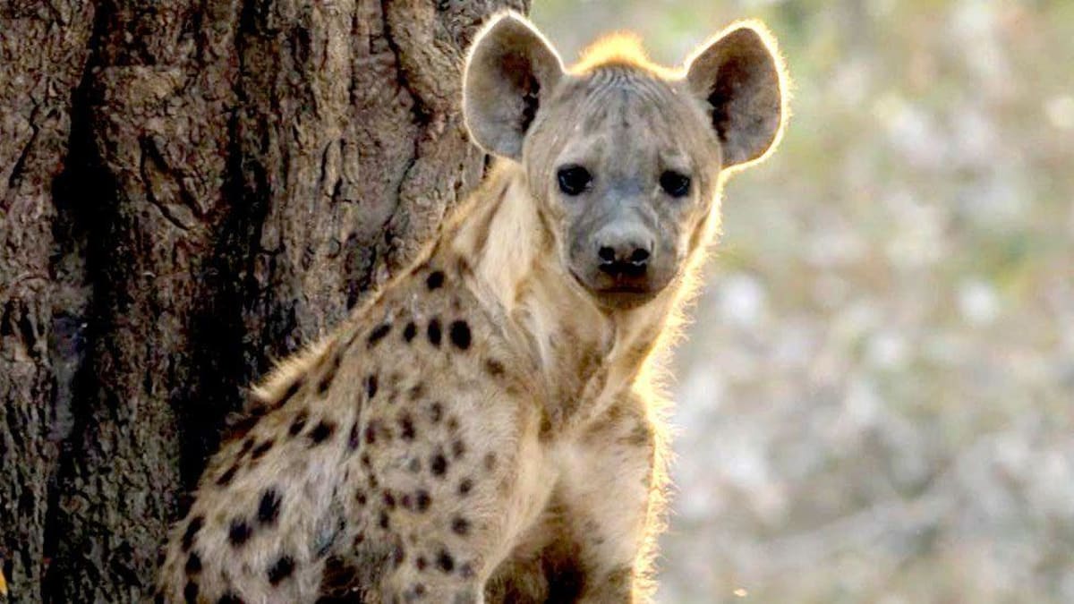 Wild Dogs Trek 2,500 Miles Across Zambia for Love - Image 5