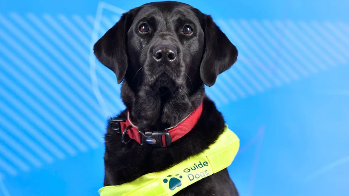 Guide Dog Pickle Steals Hearts at Winter Paralympics - Image 2