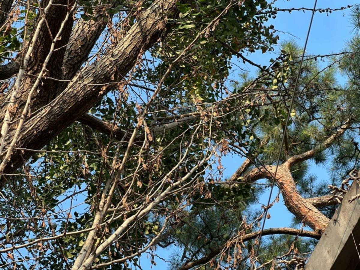 Seoul Neighbors Rally to Save Beloved 100-Year-Old Tree - Image 3