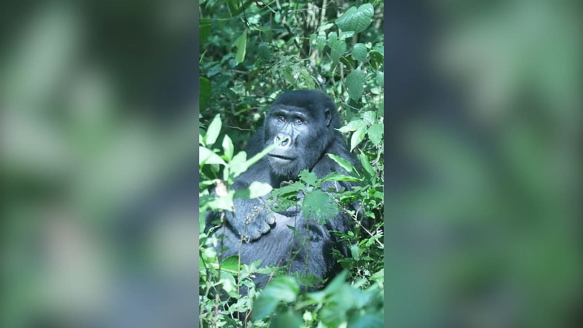 Gorilla Population Doubles After Helping Local Communities