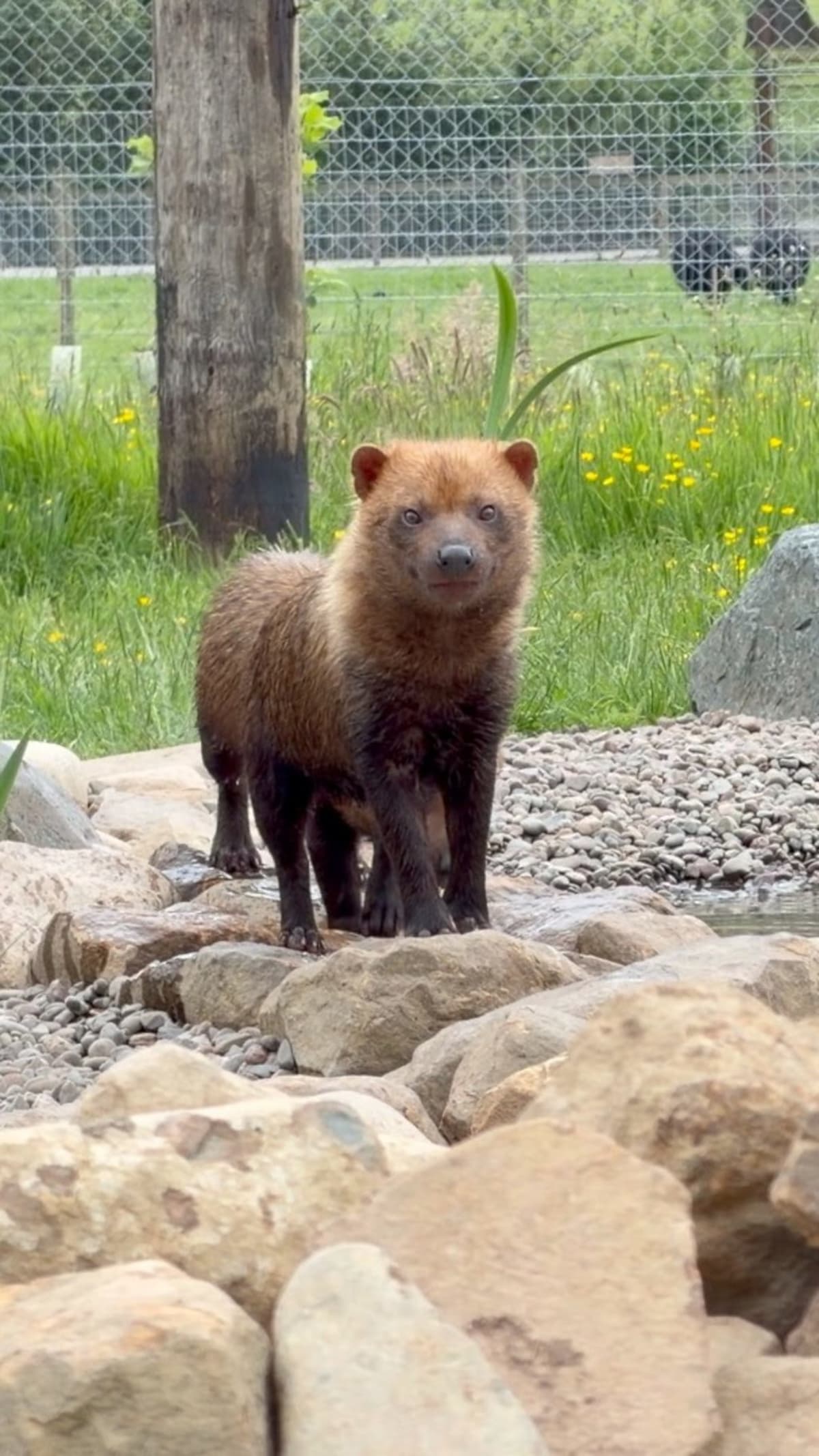 Bush Dogs Bring Playful Energy to Wildlife Park