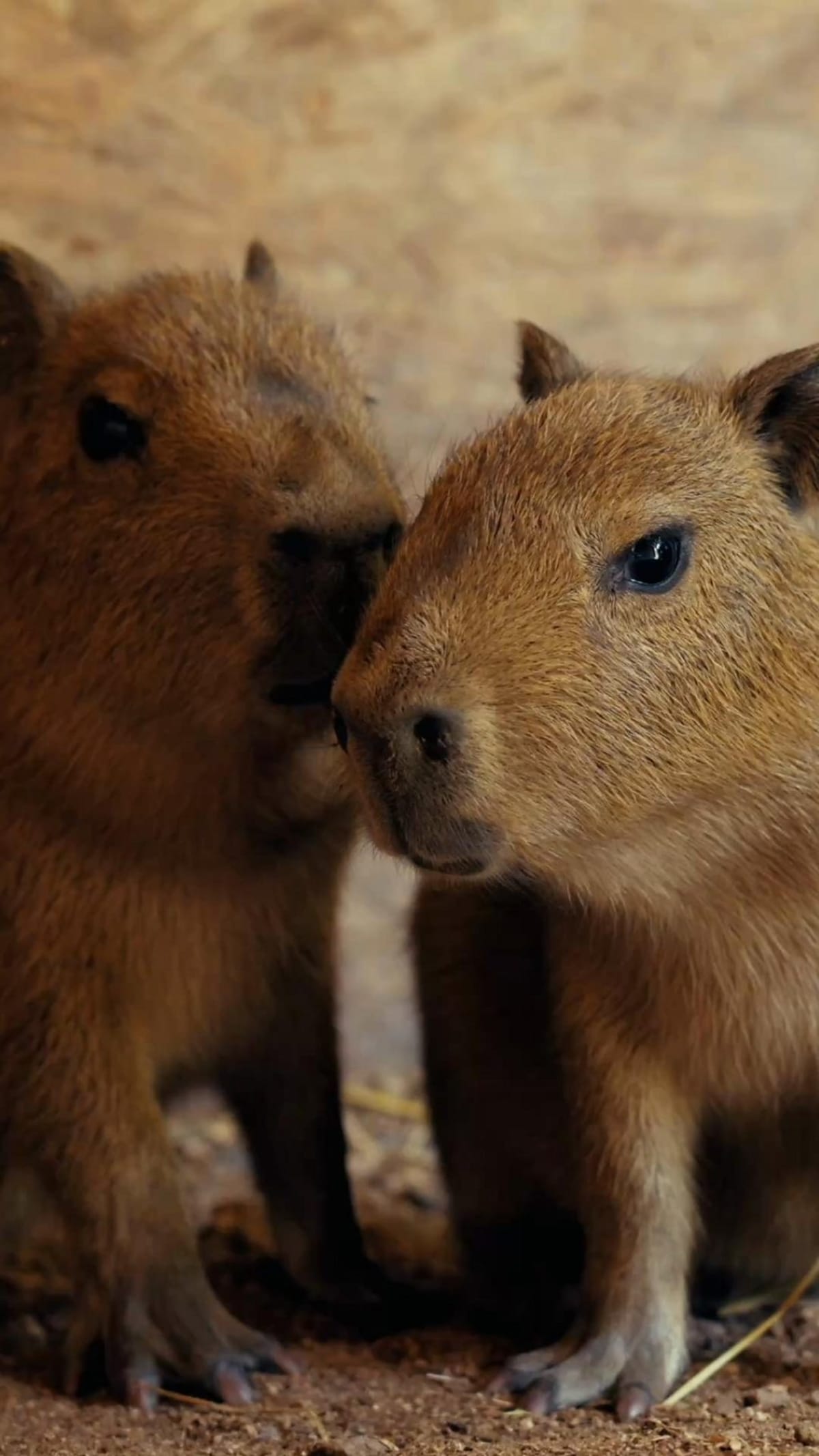 Two small brown capybara pups staying close to their parent at UK zoo