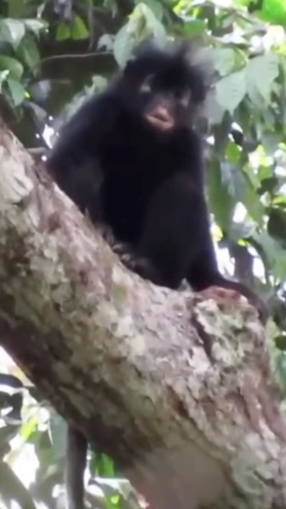 ** Popa langur monkey with distinctive white eye circles sitting in Myanmar forest canopy