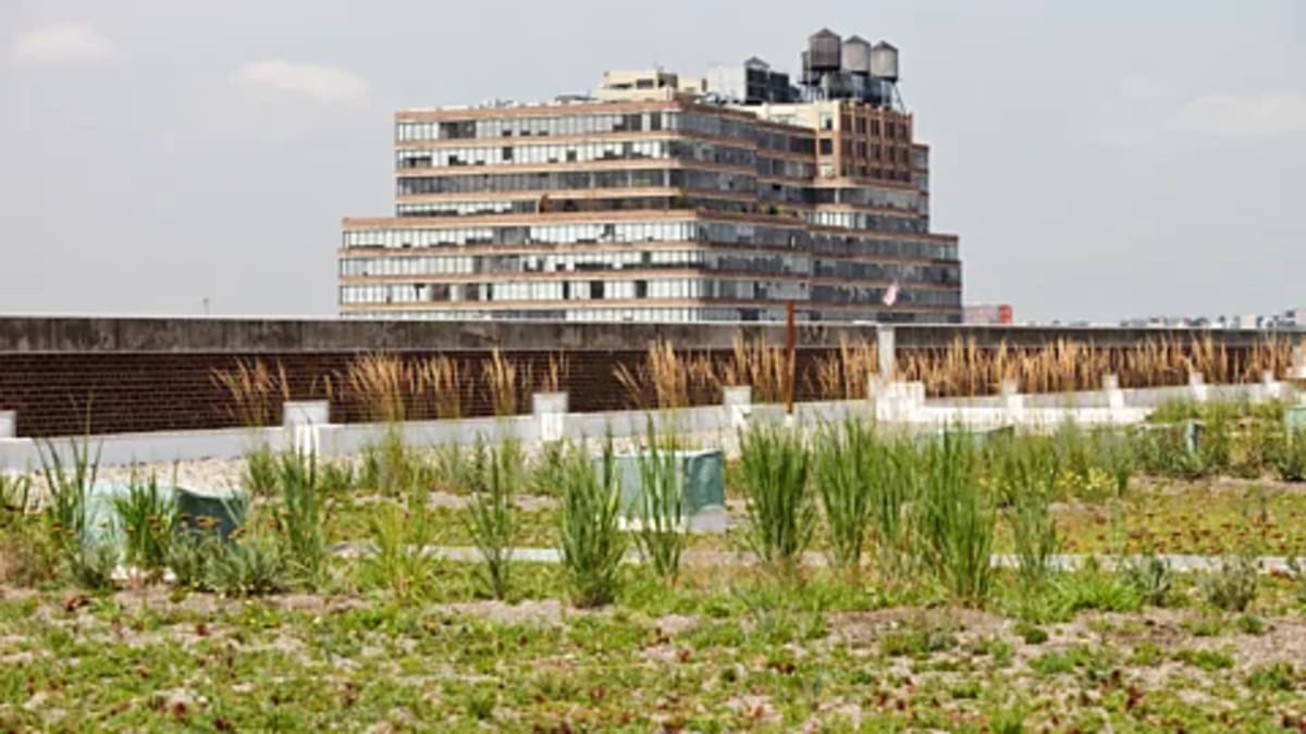 US Cities Plant Trees, Paint Streets White to Beat Heat - Image 4