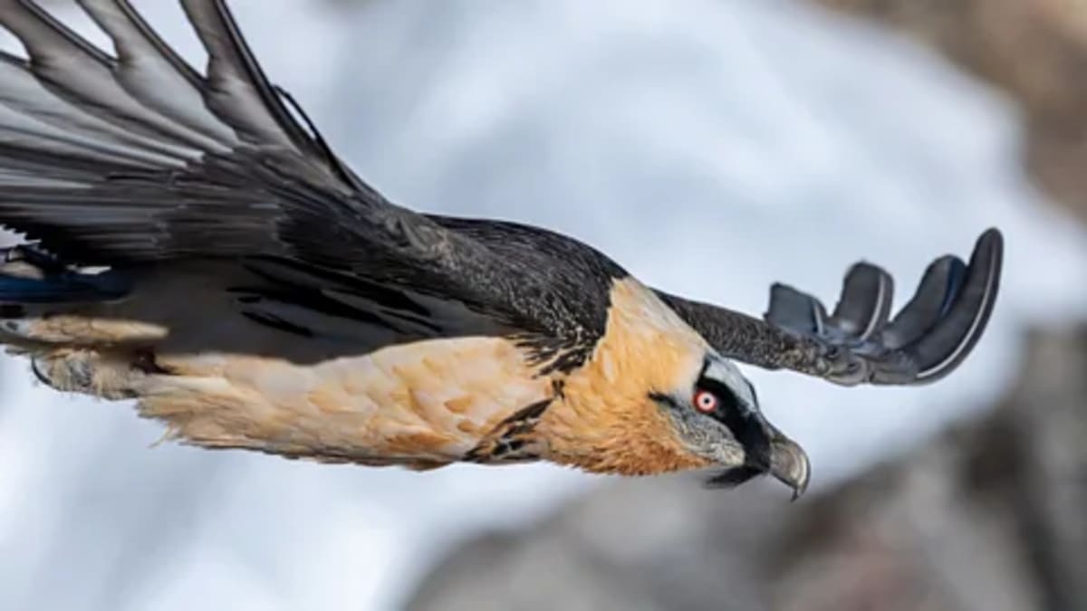 Alps' Vultures Soar Back from Extinction: 118 Pairs Now - Image 3