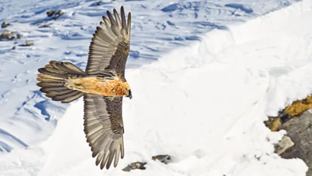 Alps' Vultures Soar Back from Extinction: 118 Pairs Now - Image 2