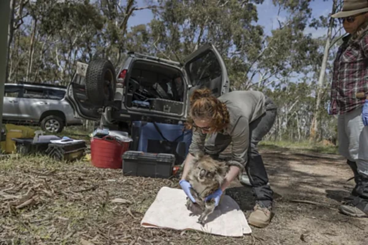 Scientists Save Disease-Free Koalas From Genetic Decline - Image 3