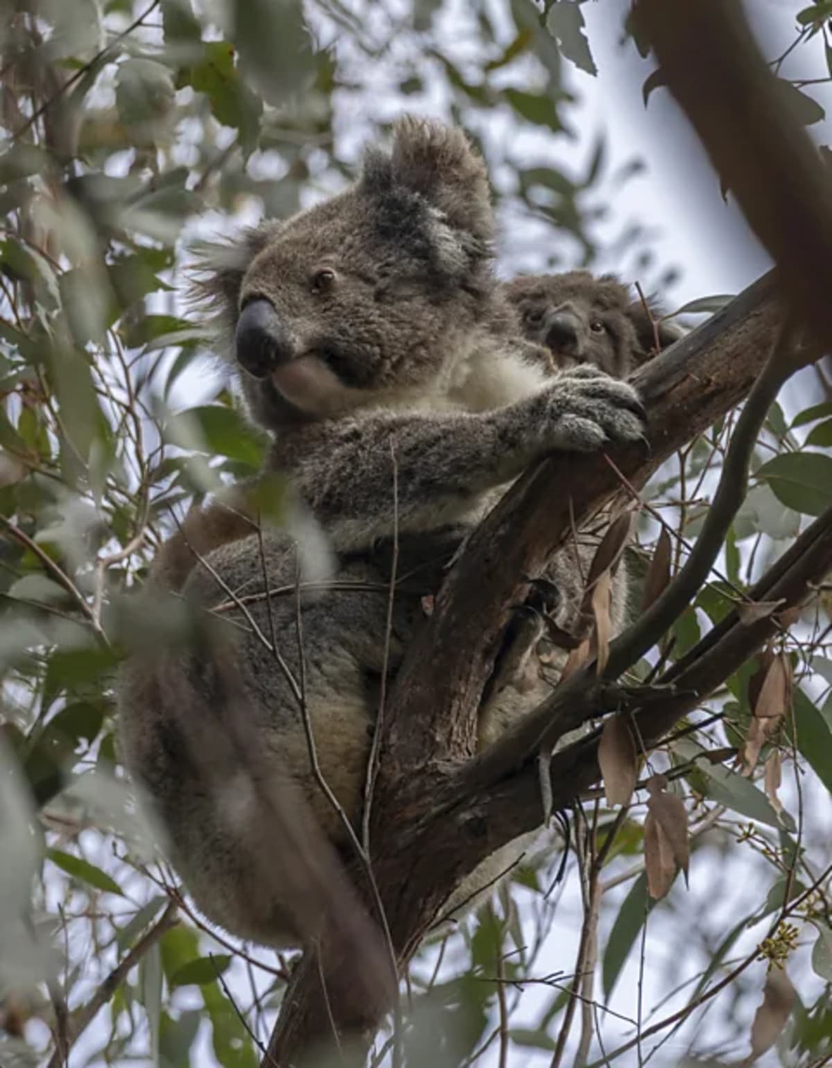 Scientists Save Disease-Free Koalas From Genetic Decline - Image 5