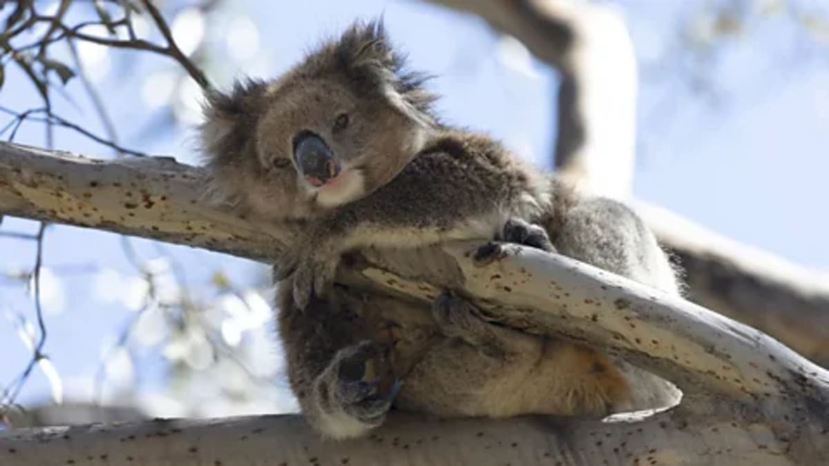 Scientists Save Disease-Free Koalas From Genetic Decline - Image 2