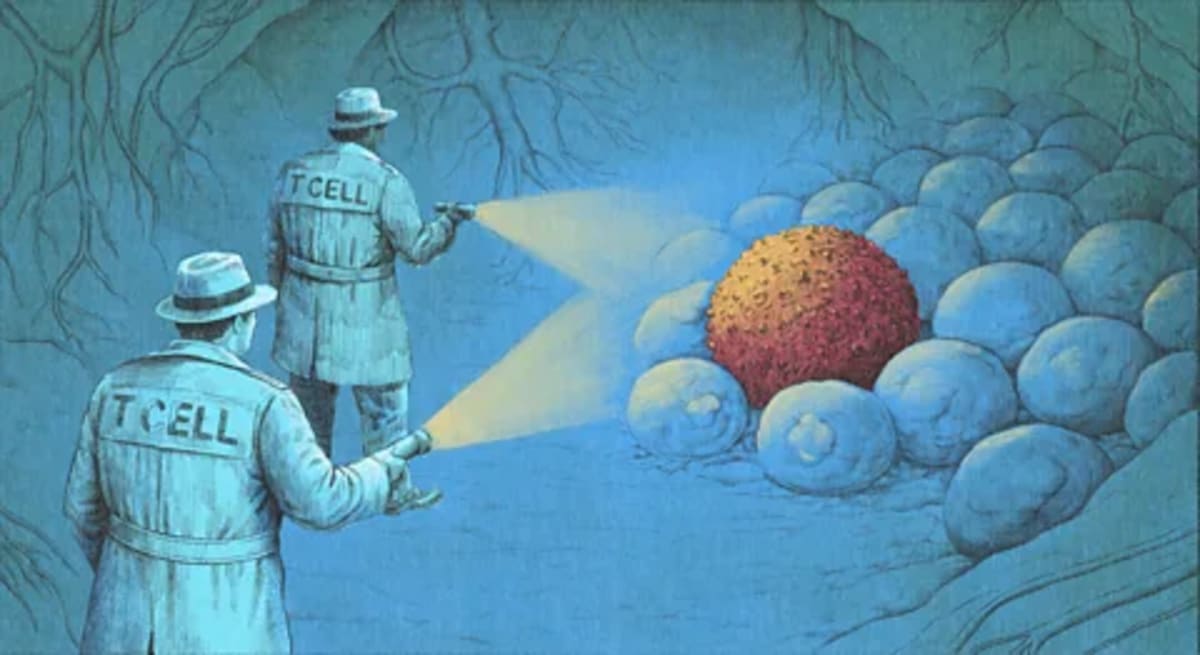 New Immunotherapy Eliminates Cancer Without Surgery - Image 2