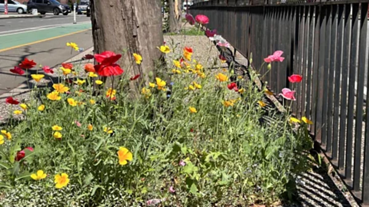 Cities Become Unlikely Havens for Vanishing Wildflowers - Image 3