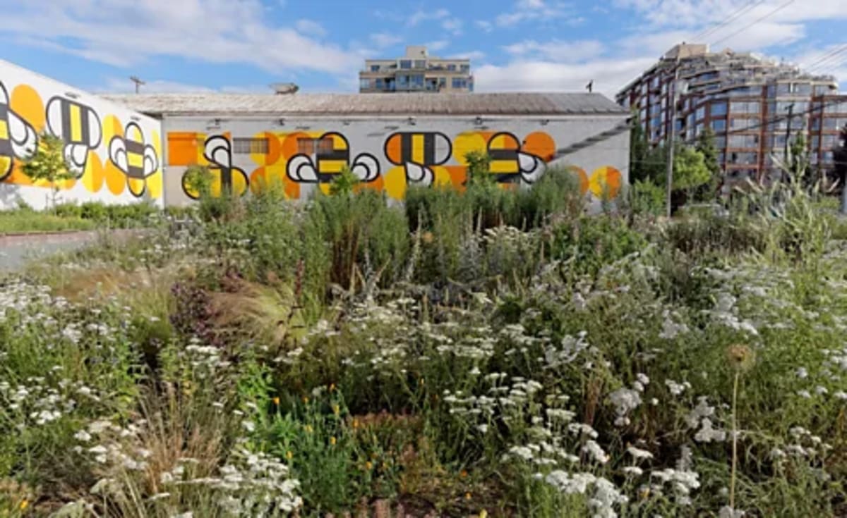 Cities Become Unlikely Havens for Vanishing Wildflowers - Image 4