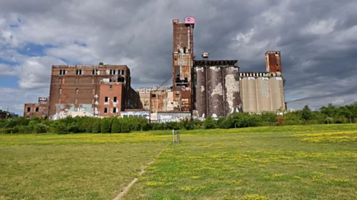 Cities Become Unlikely Havens for Vanishing Wildflowers - Image 5